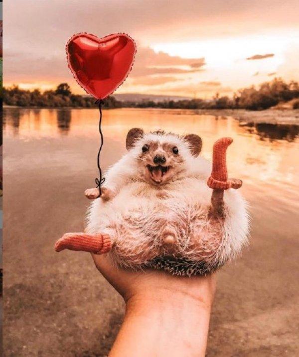 1,5 milyon takipçili dünyanın en mutlu kirpisi