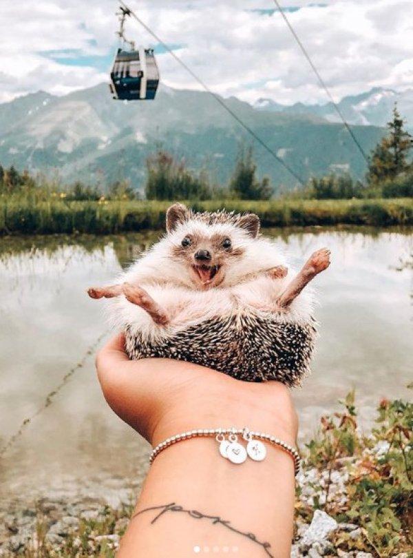 1,5 milyon takipçili dünyanın en mutlu kirpisi