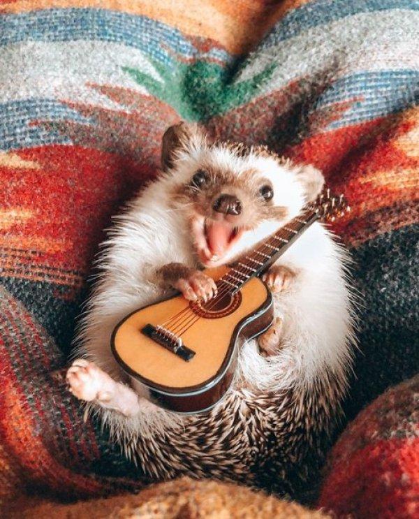 1,5 milyon takipçili dünyanın en mutlu kirpisi