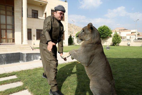 Yavru aslan doğal ortamında değil, evde besleniyor