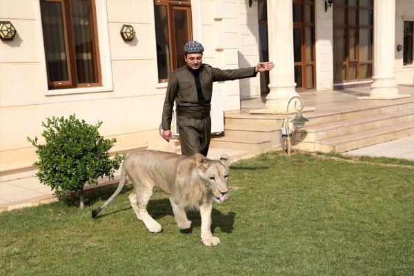 Yavru aslan doğal ortamında değil, evde besleniyor