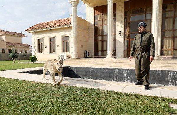 Yavru aslan doğal ortamında değil, evde besleniyor