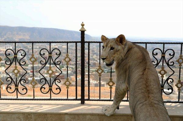 Yavru aslan doğal ortamında değil, evde besleniyor
