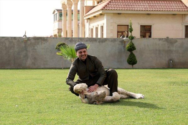 Yavru aslan doğal ortamında değil, evde besleniyor