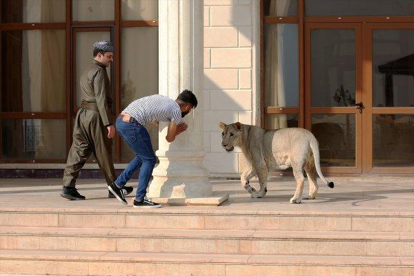 Yavru aslan doğal ortamında değil, evde besleniyor