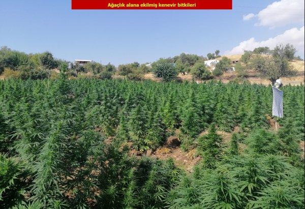 1 ton esrar, 6 milyon 718 bin kenevir ele geçirildi