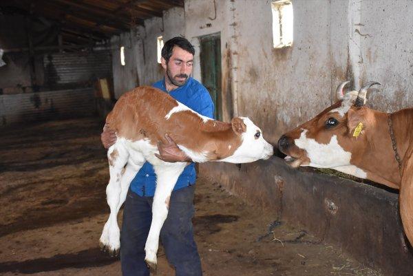 Üç ayaklı buzağıya bebekleri gibi bakıyorlar