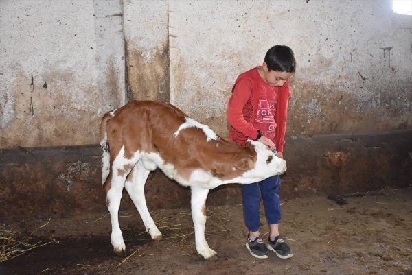 Üç ayaklı buzağıya bebekleri gibi bakıyorlar