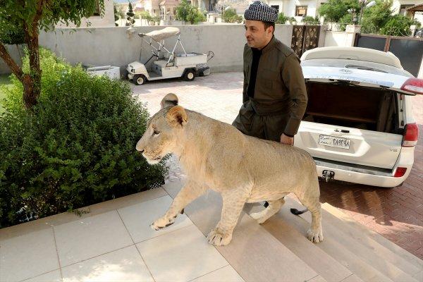 Yavru aslan doğal ortamında değil, evde besleniyor