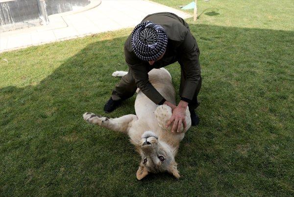 Yavru aslan doğal ortamında değil, evde besleniyor