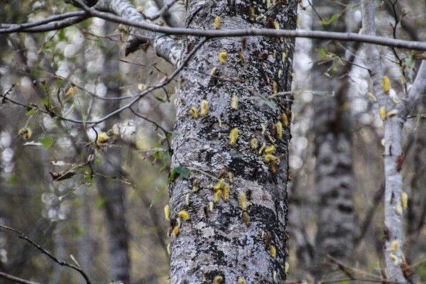 Tırtıllar ormandaki ağaçların yapraklarını yedi bitirdi