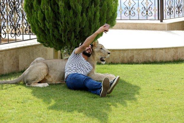 Yavru aslan doğal ortamında değil, evde besleniyor