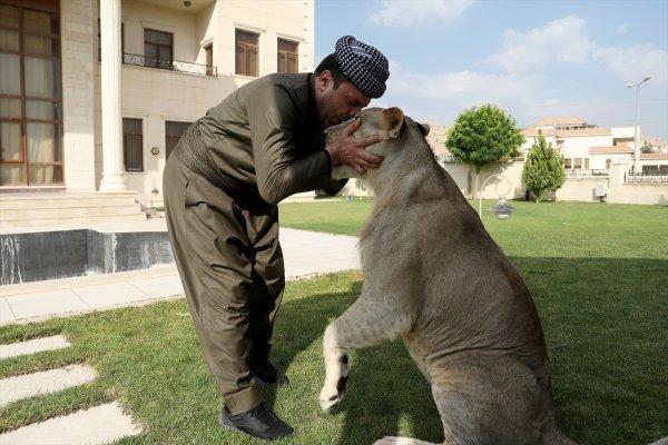 Yavru aslan doğal ortamında değil, evde besleniyor