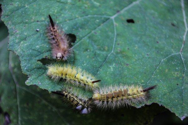 Tırtıllar ormandaki ağaçların yapraklarını yedi bitirdi