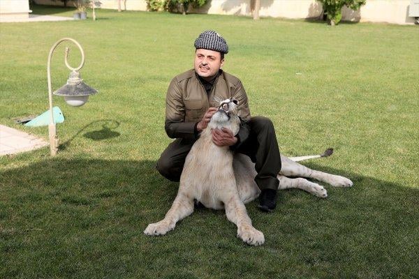 Yavru aslan doğal ortamında değil, evde besleniyor