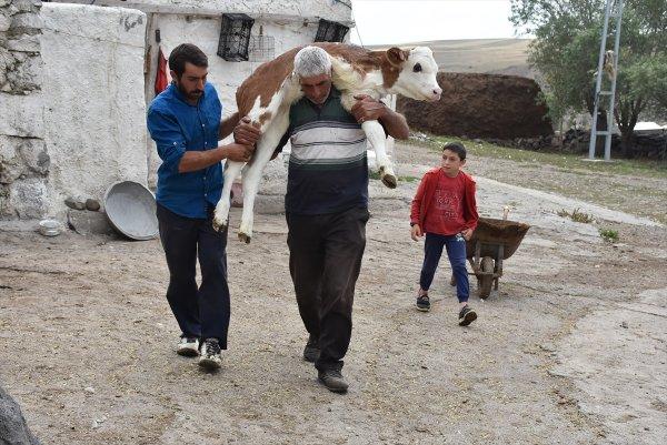 Üç ayaklı buzağıya bebekleri gibi bakıyorlar