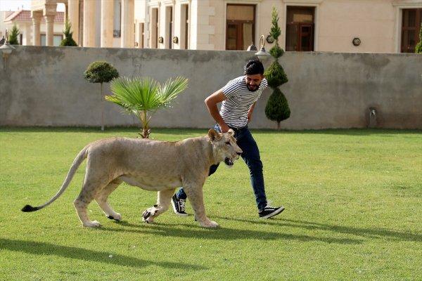 Yavru aslan doğal ortamında değil, evde besleniyor