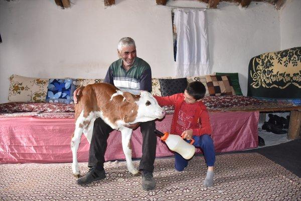 Üç ayaklı buzağıya bebekleri gibi bakıyorlar