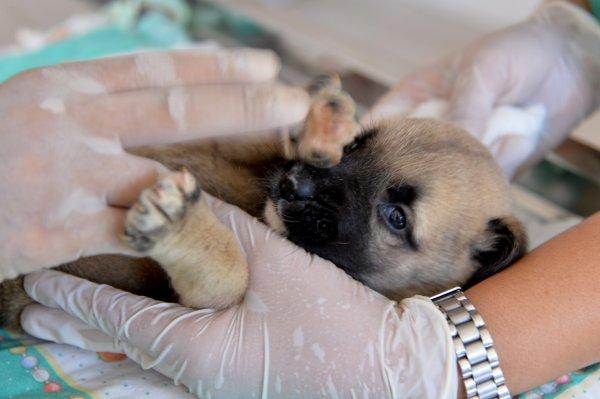 4 yavru köpeği çuvala koyup kuyuya attılar