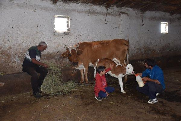 Üç ayaklı buzağıya bebekleri gibi bakıyorlar