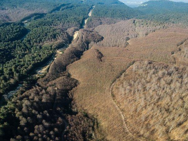 Tırtıllar ormandaki ağaçların yapraklarını yedi bitirdi