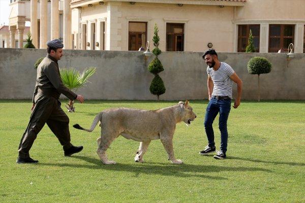 Yavru aslan doğal ortamında değil, evde besleniyor
