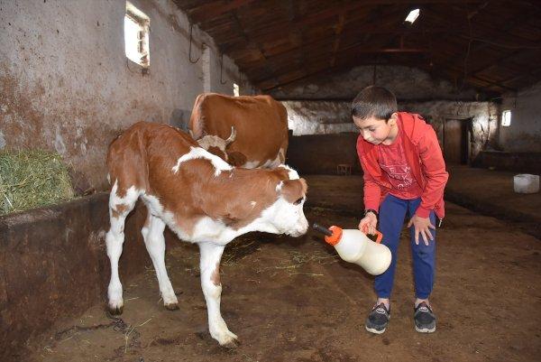Üç ayaklı buzağıya bebekleri gibi bakıyorlar
