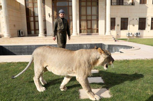 Yavru aslan doğal ortamında değil, evde besleniyor