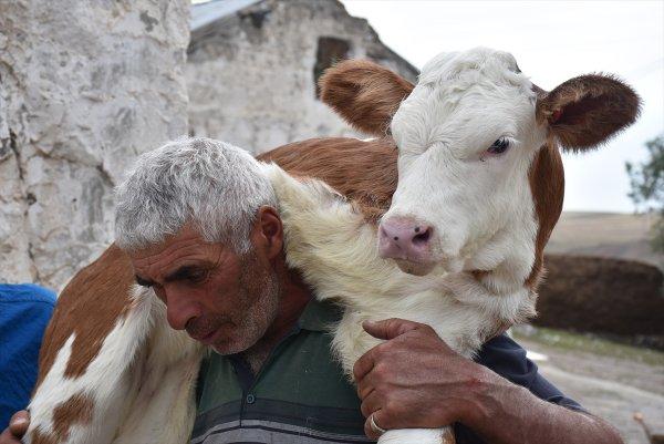 Üç ayaklı buzağıya bebekleri gibi bakıyorlar