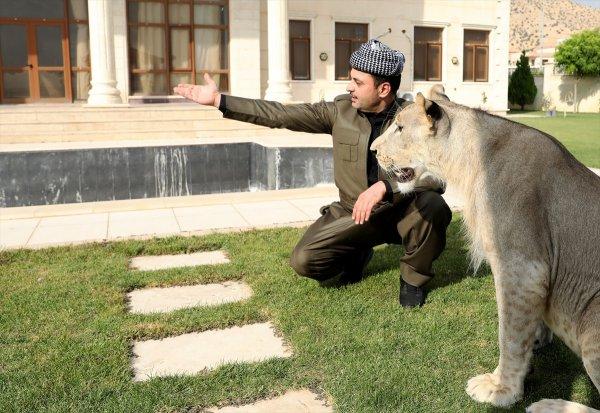 Yavru aslan doğal ortamında değil, evde besleniyor