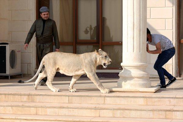 Yavru aslan doğal ortamında değil, evde besleniyor