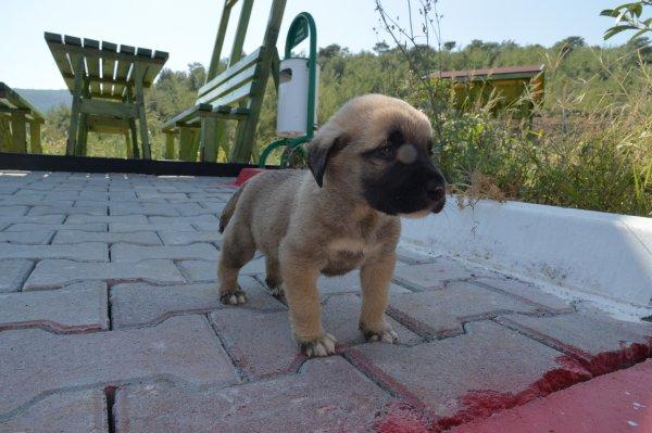 4 yavru köpeği çuvala koyup kuyuya attılar