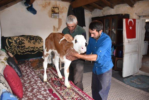 Üç ayaklı buzağıya bebekleri gibi bakıyorlar