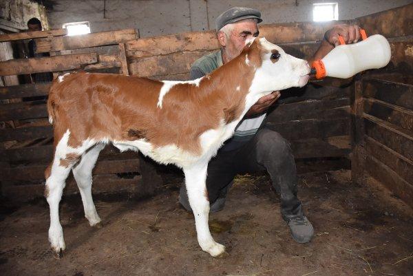 Üç ayaklı buzağıya bebekleri gibi bakıyorlar