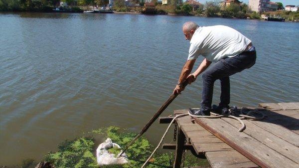 Sakarya'da iş yeri sahipleri nehirden ölü tavuk topladı
