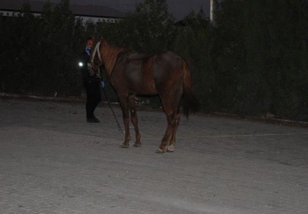 Otomobil ata çarptı: 1 ölü, 2 yaralı