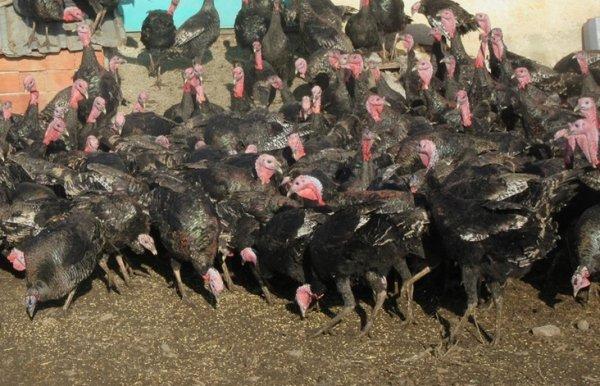 Yargıtay kararı: Hindi küçükbaş hayvan değildir