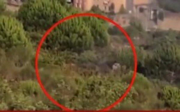 Pendik'teki ormanı kundaklayan zanlı tutuklandı