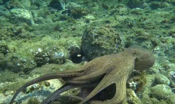 Çanakkale Boğazı'nda ahtapotun tavşanı yediği anlar