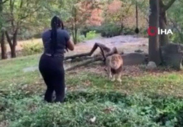 ABD'li kadının aslan karşısındaki tehlikeli dansı