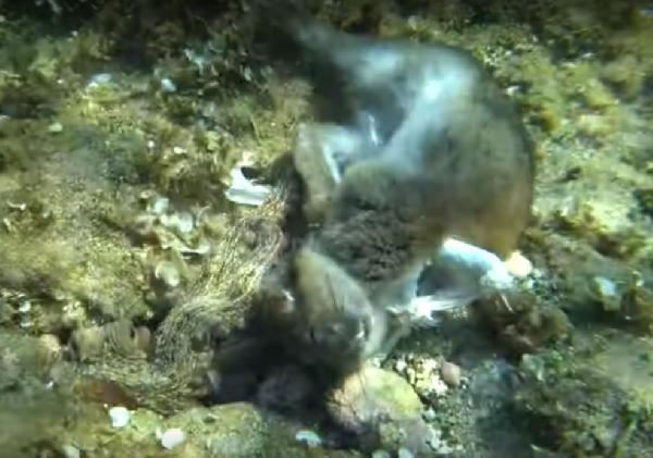 Çanakkale Boğazı'nda ahtapotun tavşanı yediği anlar