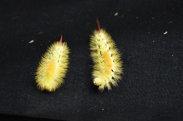 Ormana zarar veren tırtıllarla mücadelede predator böcek