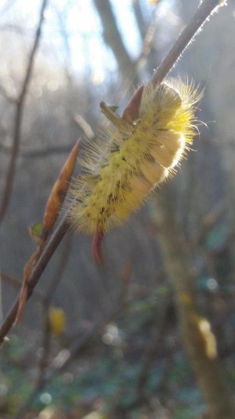 Ormana zarar veren tırtıllarla mücadelede predator böcek