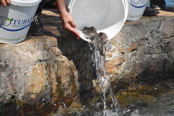 Gökova Körfezi'ne bin lahoz balığı salındı