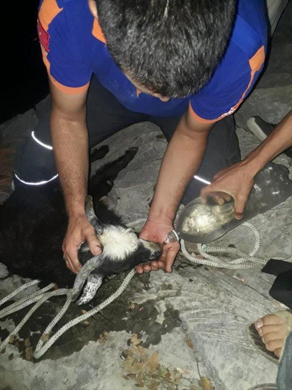 4 gündür kayalıklarda mahsur kalan oğlak kurtarıldı