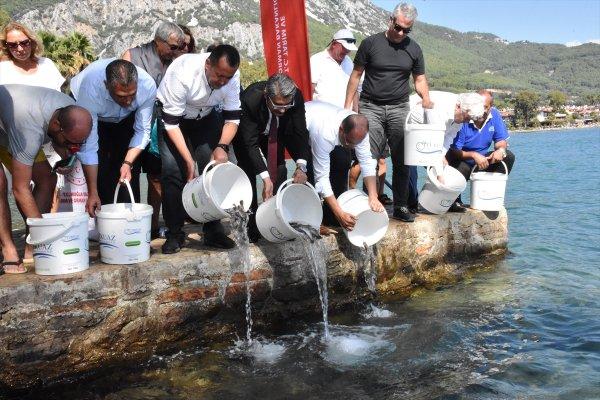 Gökova Körfezi'ne bin lahoz balığı salındı