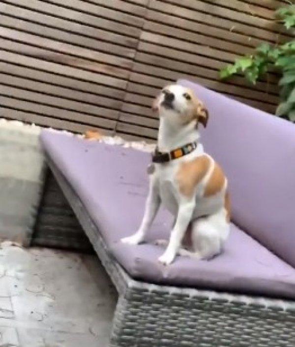 Sahibini kıskanıp çaktırmamaya çalışan köpek
