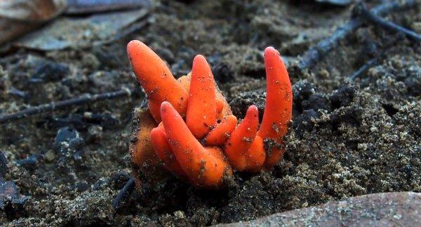 Avustralya'da 'beyin yiyen' mantar bulundu