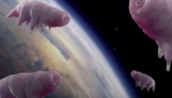 Su ayılarının dayanıklılık sırrı, insanlarda denenecek