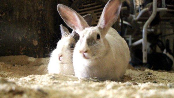 Marangozun tavşan sevgisi